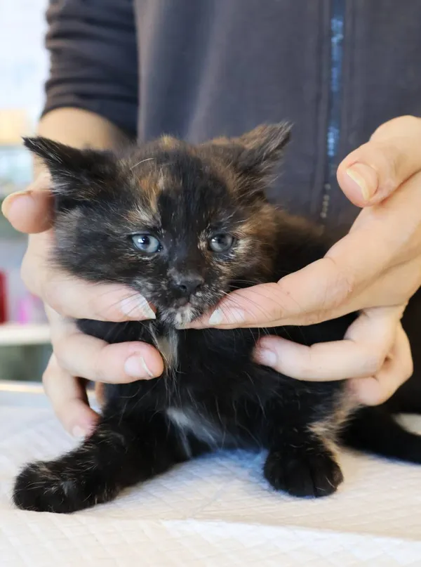 Znaleziono kota, Łódź, 5 listopada 2025 (1/4)