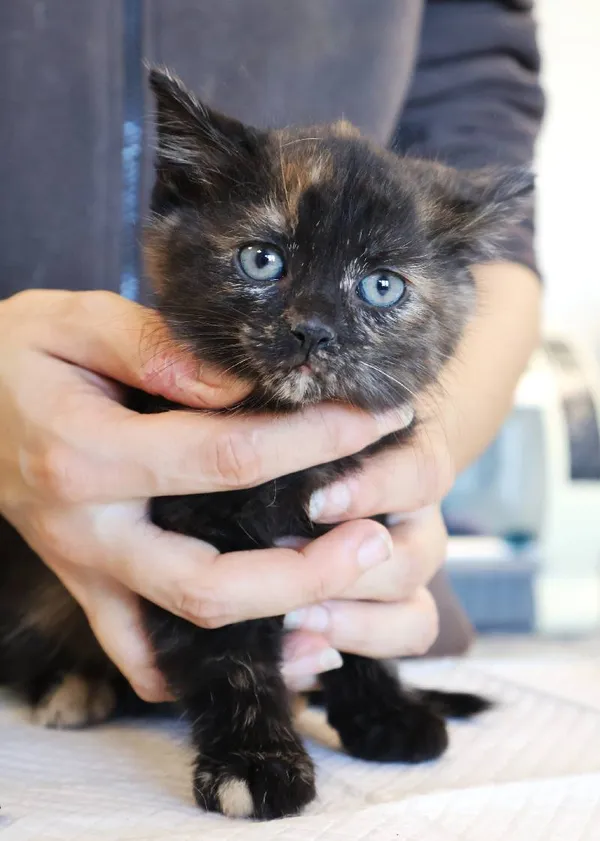 Znaleziono kota, Łódź, 5 listopada 2025 (2/4)