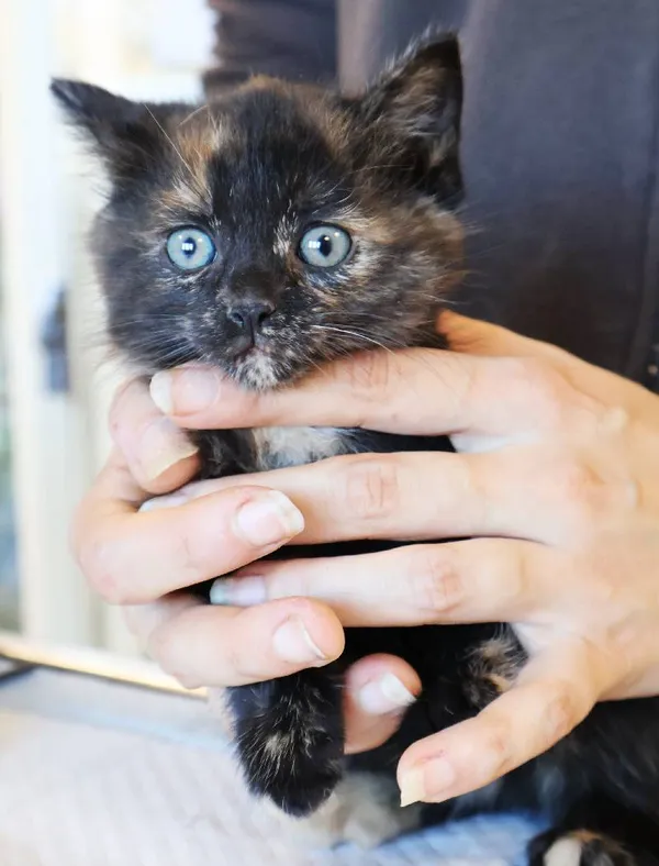 Znaleziono kota, Łódź, 5 listopada 2025 (3/4)