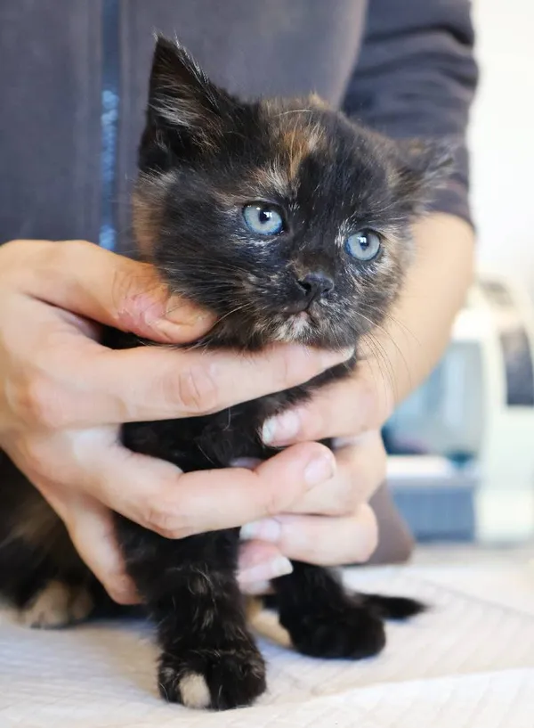 Znaleziono kota, Łódź, 5 listopada 2025 (4/4)