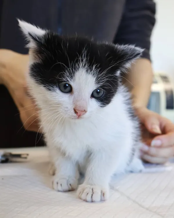 Znaleziono kota, Łódź, 5 listopada 2025 (1/4)