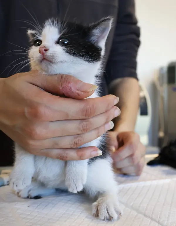 Znaleziono kota, Łódź, 5 listopada 2025 (2/4)