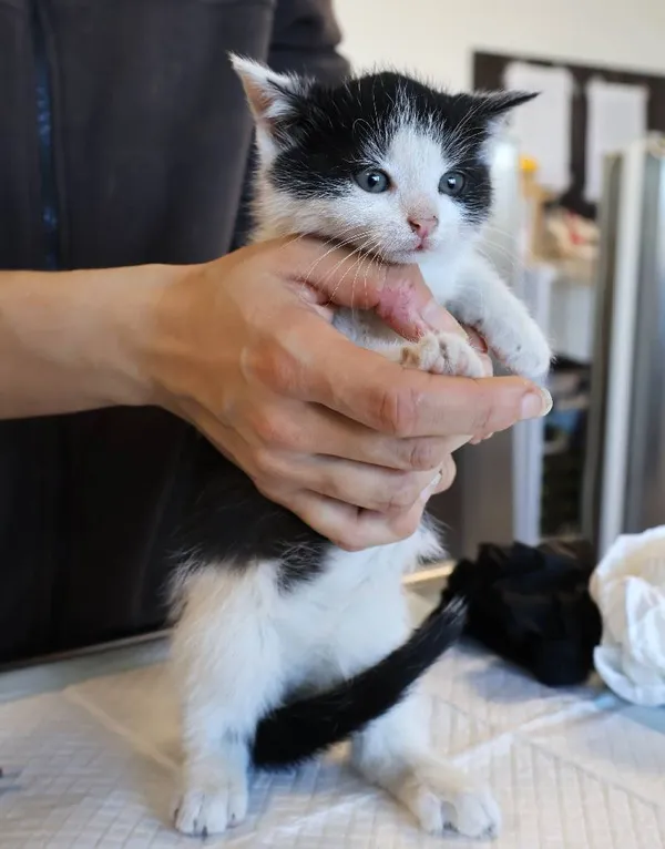 Znaleziono kota, Łódź, 5 listopada 2025 (3/4)