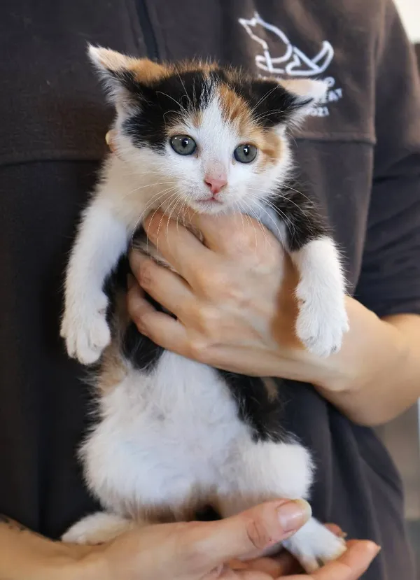 Znaleziono kota, Łódź, 5 listopada 2025 (4/4)