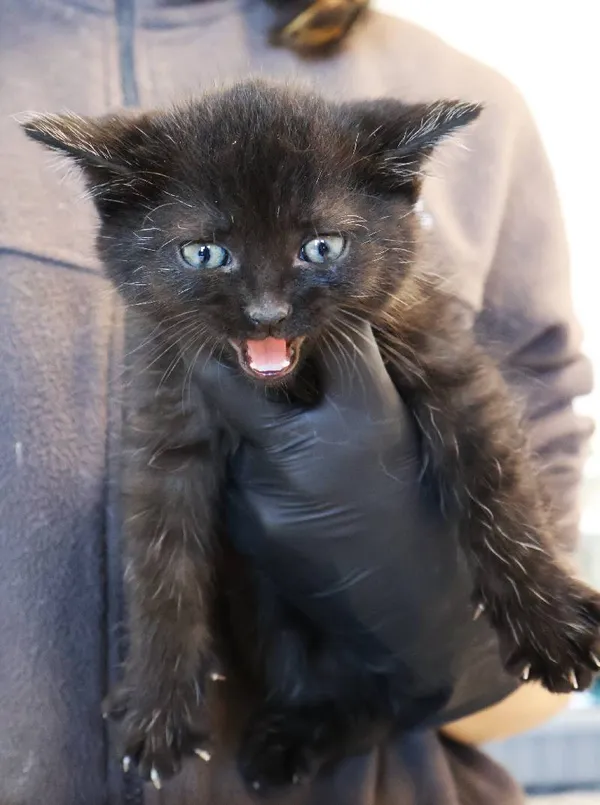 Znaleziono kota, Łódź, 5 listopada 2025 (1/3)