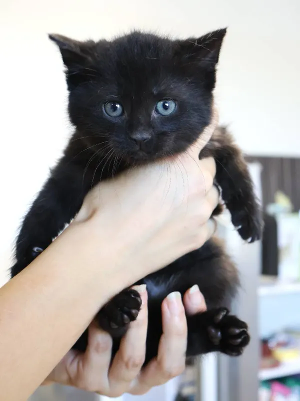 Znaleziono kota, Łódź, 5 listopada 2025 (4/4)