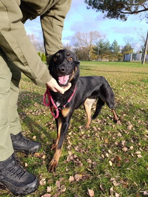 Pies do adopcji, Bełchatów, 18 września 2025 (2/5)