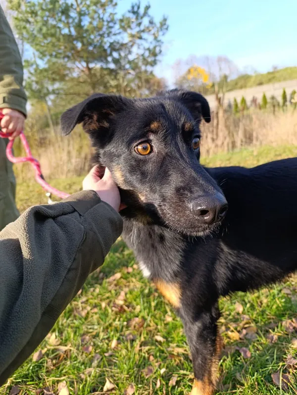 Pies do adopcji, Bełchatów, 18 września 2025 (3/5)