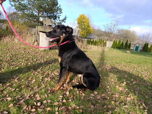 Pies do adopcji, Bełchatów, 18 września 2025 (4/5)