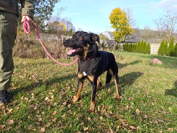 Pies do adopcji, Bełchatów, 18 września 2025 (5/5)