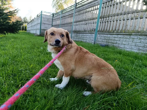 Pies do adopcji, Bełchatów, 9 września 2025 (2/5)