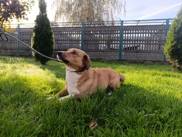 Pies do adopcji, Bełchatów, 9 września 2025 (3/5)