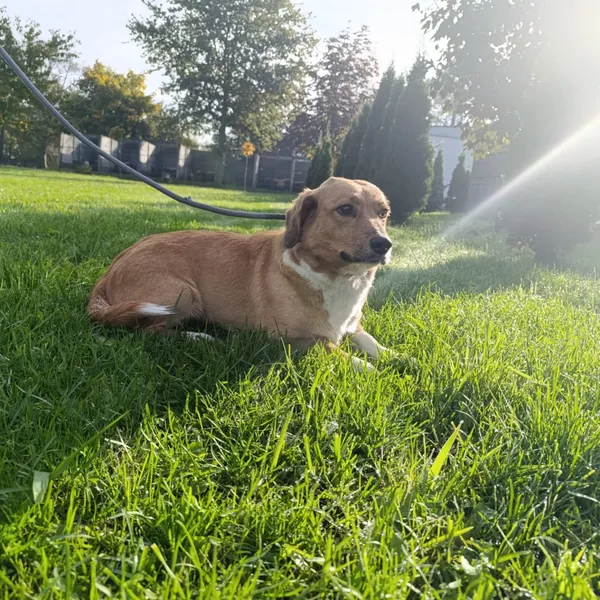 Pies do adopcji, Bełchatów, 9 września 2025 (4/5)