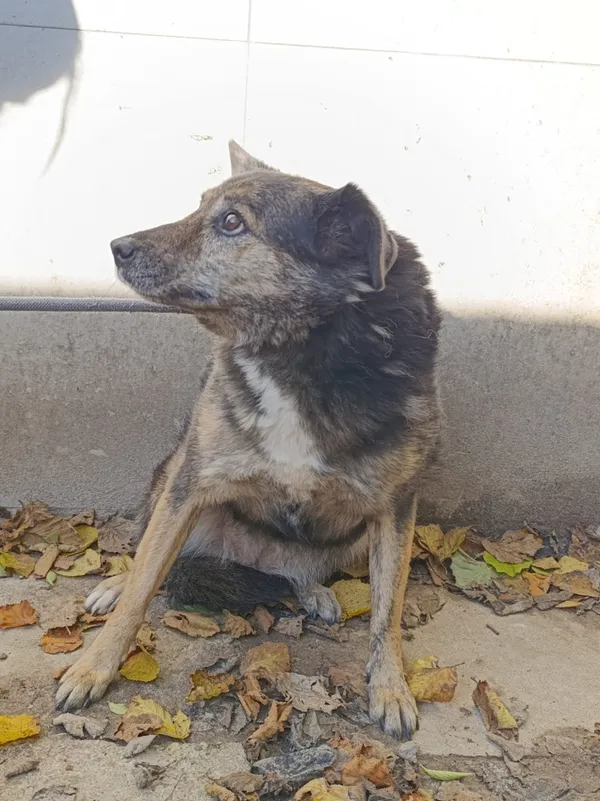 Pies do adopcji, Bełchatów, 17 marca 2023 (1/5)