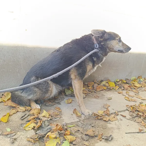 Pies do adopcji, Bełchatów, 17 marca 2023 (2/5)