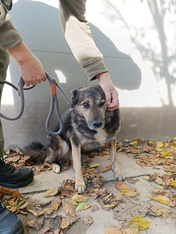 Pies do adopcji, Bełchatów, 17 marca 2023 (4/5)