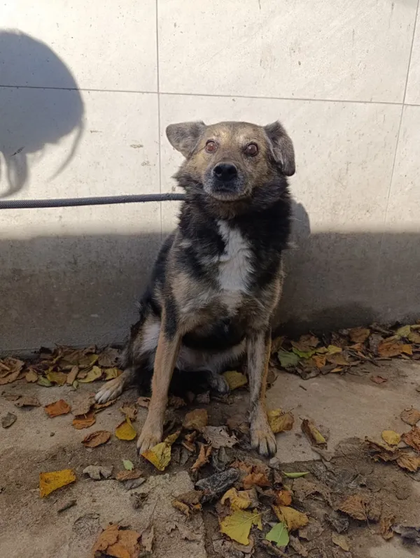 Pies do adopcji, Bełchatów, 17 marca 2023 (5/5)