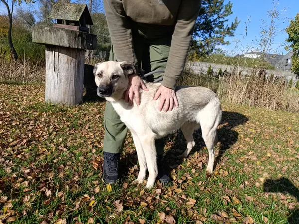 Pies do adopcji, Bełchatów, 9 lipca 2022 (4/5)