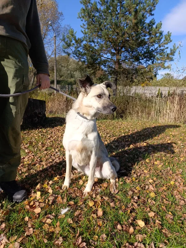 Pies do adopcji, Bełchatów, 9 lipca 2022 (5/5)