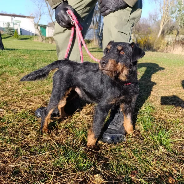 Pies do adopcji, Bełchatów, 7 października 2025 (1/5)