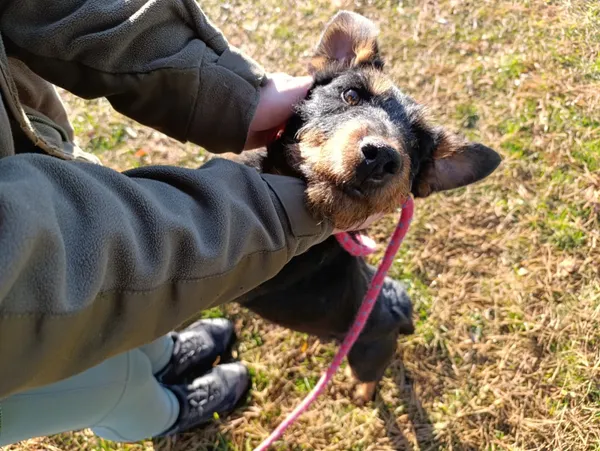 Pies do adopcji, Bełchatów, 7 października 2025 (3/5)