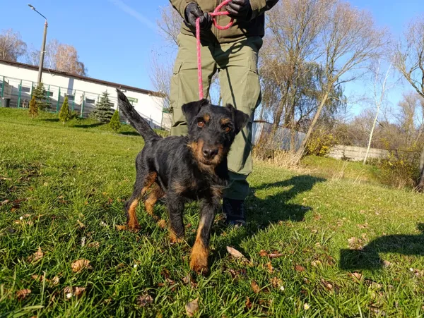 Pies do adopcji, Bełchatów, 7 października 2025 (4/5)