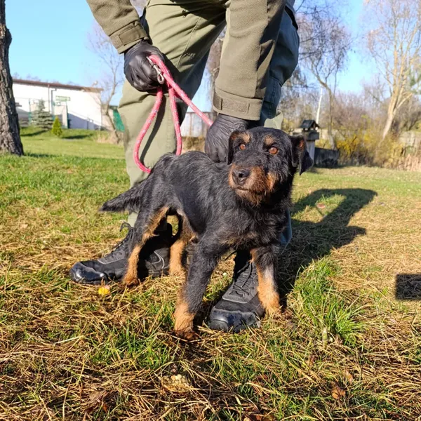 Pies do adopcji, Bełchatów, 7 października 2025 (5/5)