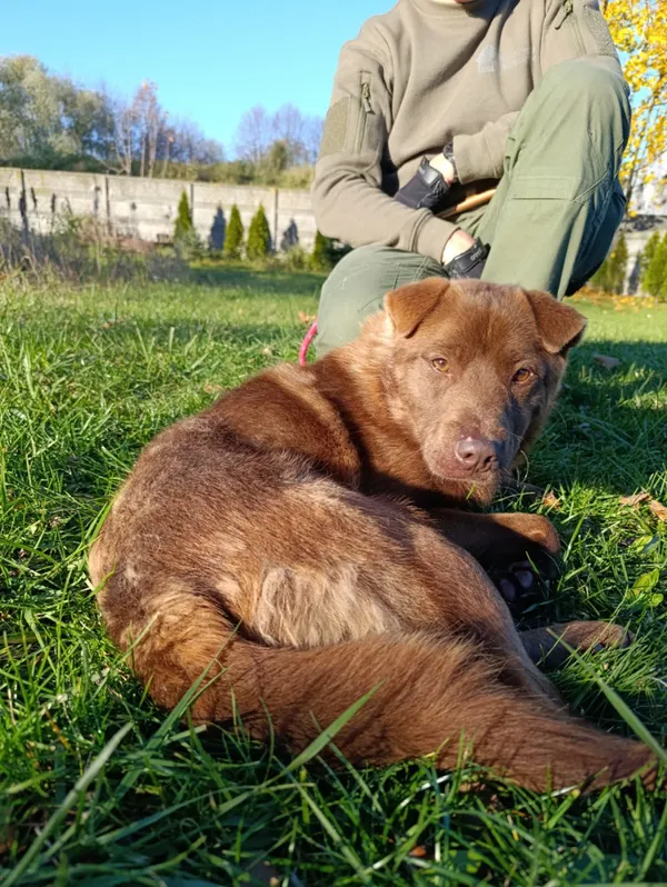 Pies do adopcji, Bełchatów, 26 czerwca 2025 (1/5)