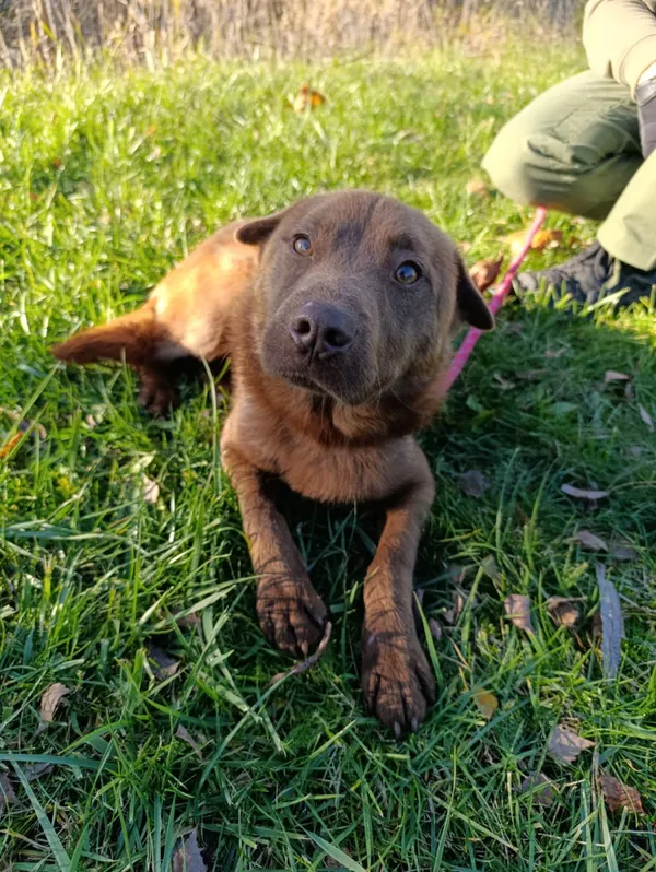 Pies do adopcji, Bełchatów, 26 czerwca 2025 (2/5)