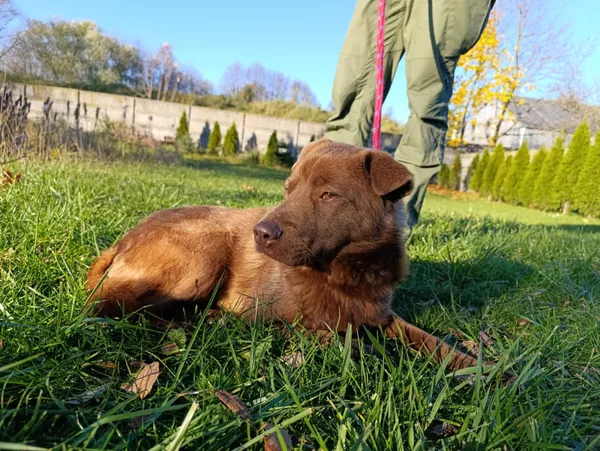 Pies do adopcji, Bełchatów, 26 czerwca 2025 (4/5)