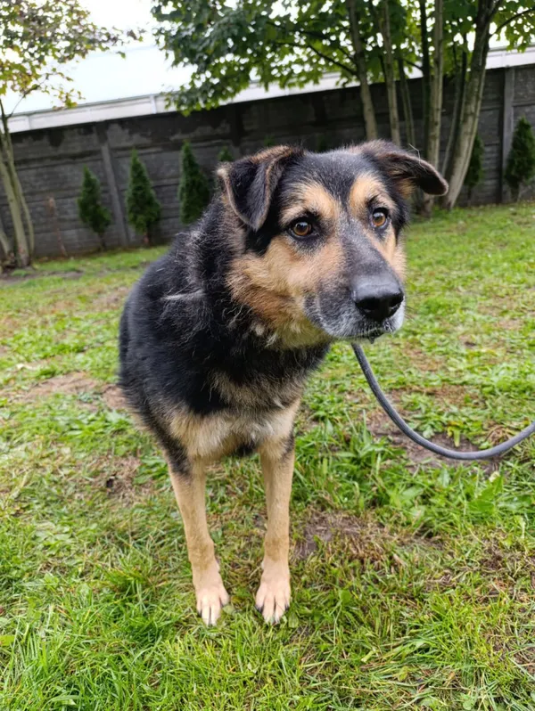 Pies do adopcji, Bełchatów, 10 kwietnia 2024 (4/5)