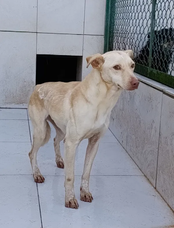 Pies do adopcji, Bełchatów, 29 października 2024 (1/4)