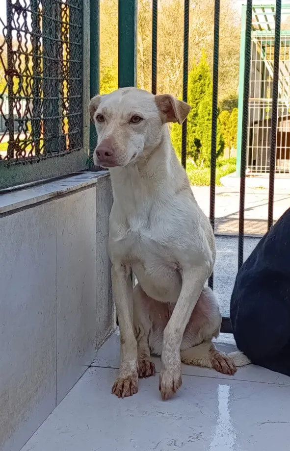 Pies do adopcji, Bełchatów, 29 października 2024 (2/4)