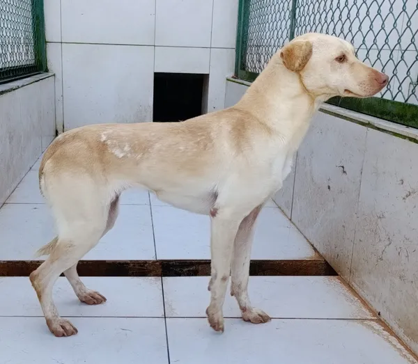 Pies do adopcji, Bełchatów, 29 października 2024 (3/4)