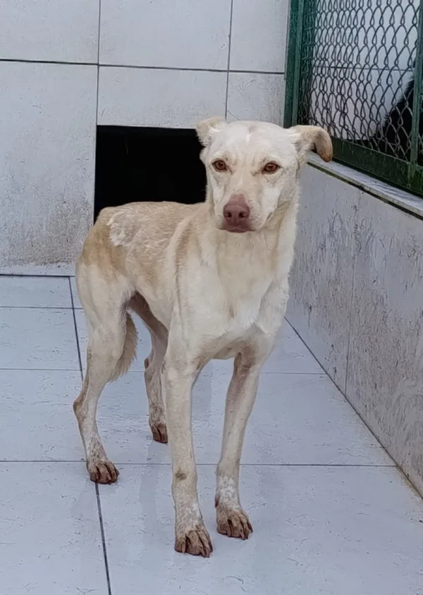 Pies do adopcji, Bełchatów, 29 października 2024 (4/4)