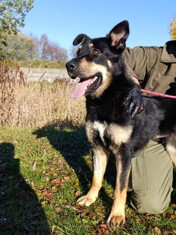 Pies do adopcji, Bełchatów, 19 września 2025 (1/5)