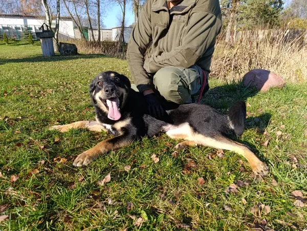 Pies do adopcji, Bełchatów, 19 września 2025 (3/5)