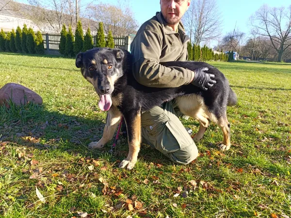 Pies do adopcji, Bełchatów, 19 września 2025 (4/5)