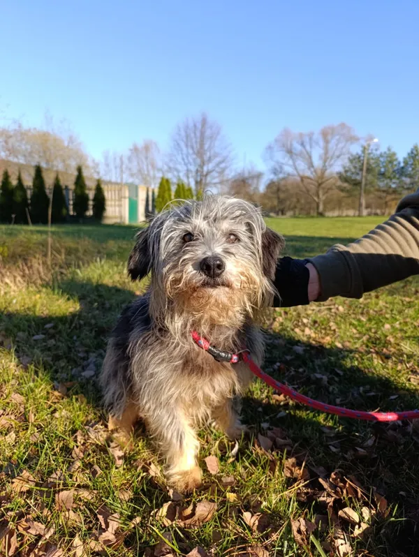 Pies do adopcji, Bełchatów, 8 października 2025 (1/5)