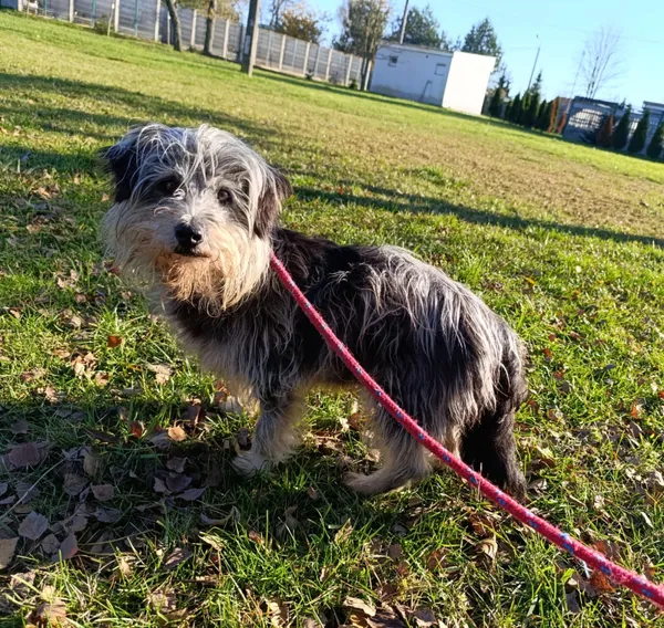 Pies do adopcji, Bełchatów, 8 października 2025 (2/5)