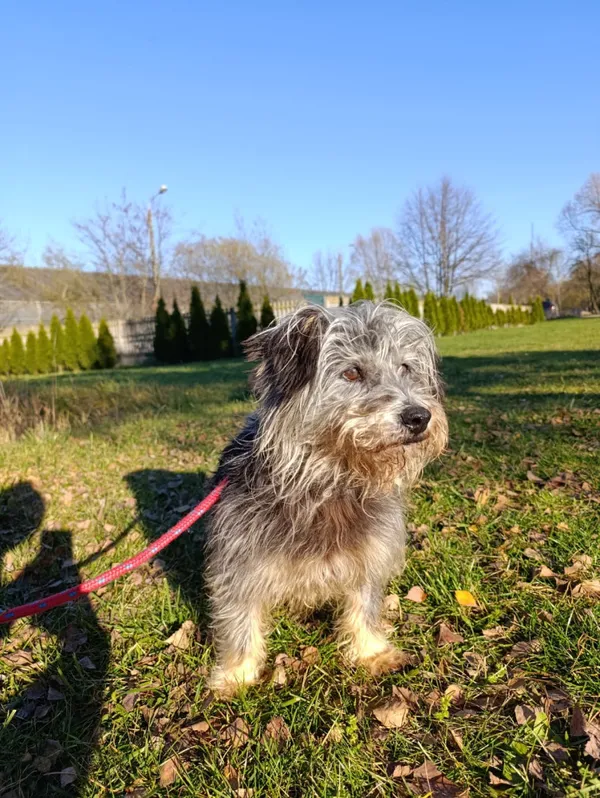 Pies do adopcji, Bełchatów, 8 października 2025 (3/5)