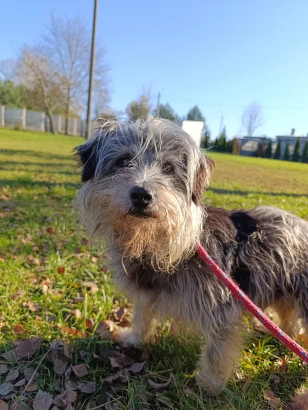 Pies do adopcji, Bełchatów, 8 października 2025 (5/5)