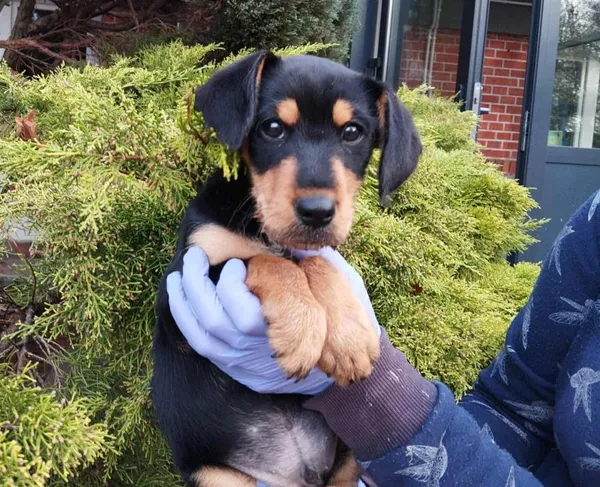 Znaleziono psa, Toruń, 5 listopada 2025