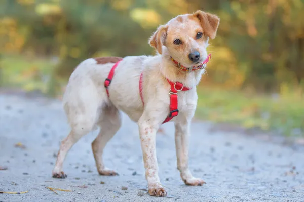 Pies do adopcji, Nowodwór, 5 listopada 2025 (1/5)