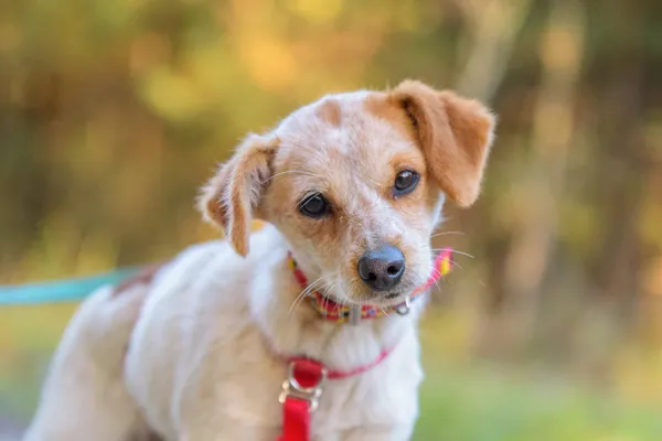 Pies do adopcji, Nowodwór, 5 listopada 2025 (2/5)