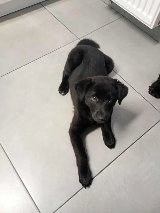 Znaleziono psa, Toruń, 9 października 2025