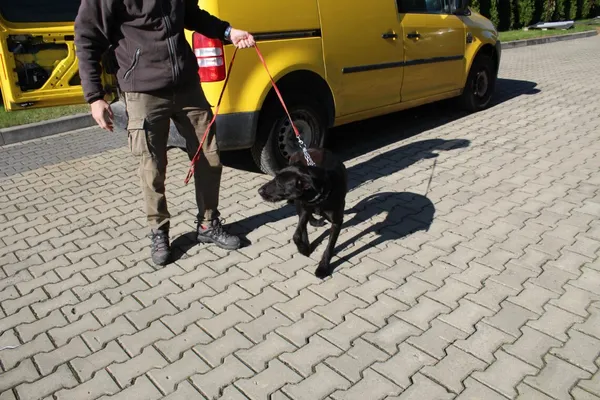 Pies do adopcji, Dębniak, 6 listopada 2025