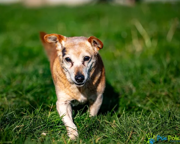 Pies do adopcji, Racławice, 4 listopada 2025 (1/5)