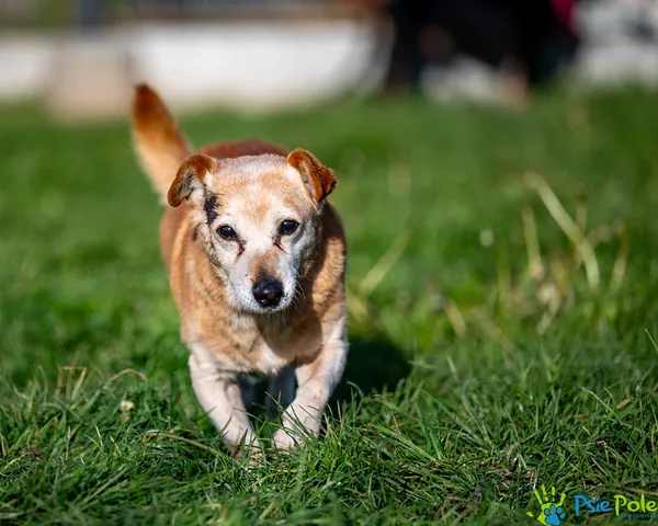 Pies do adopcji, Racławice, 4 listopada 2025 (2/5)