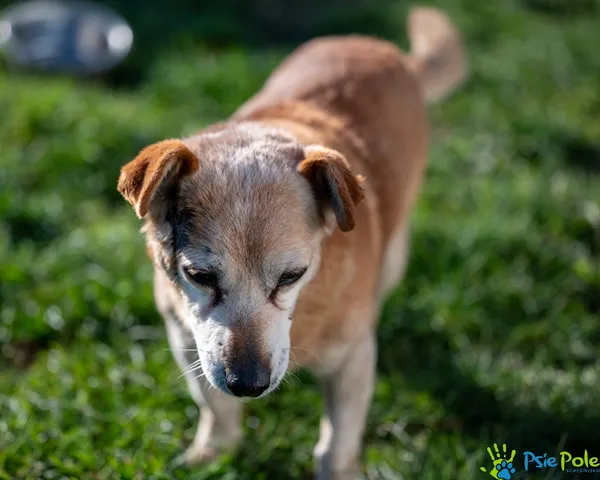 Pies do adopcji, Racławice, 4 listopada 2025 (3/5)